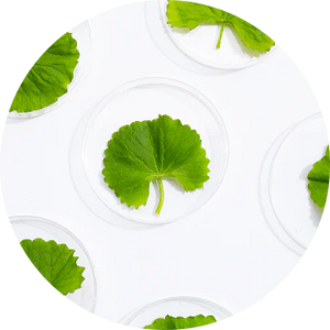Centella Asiatica